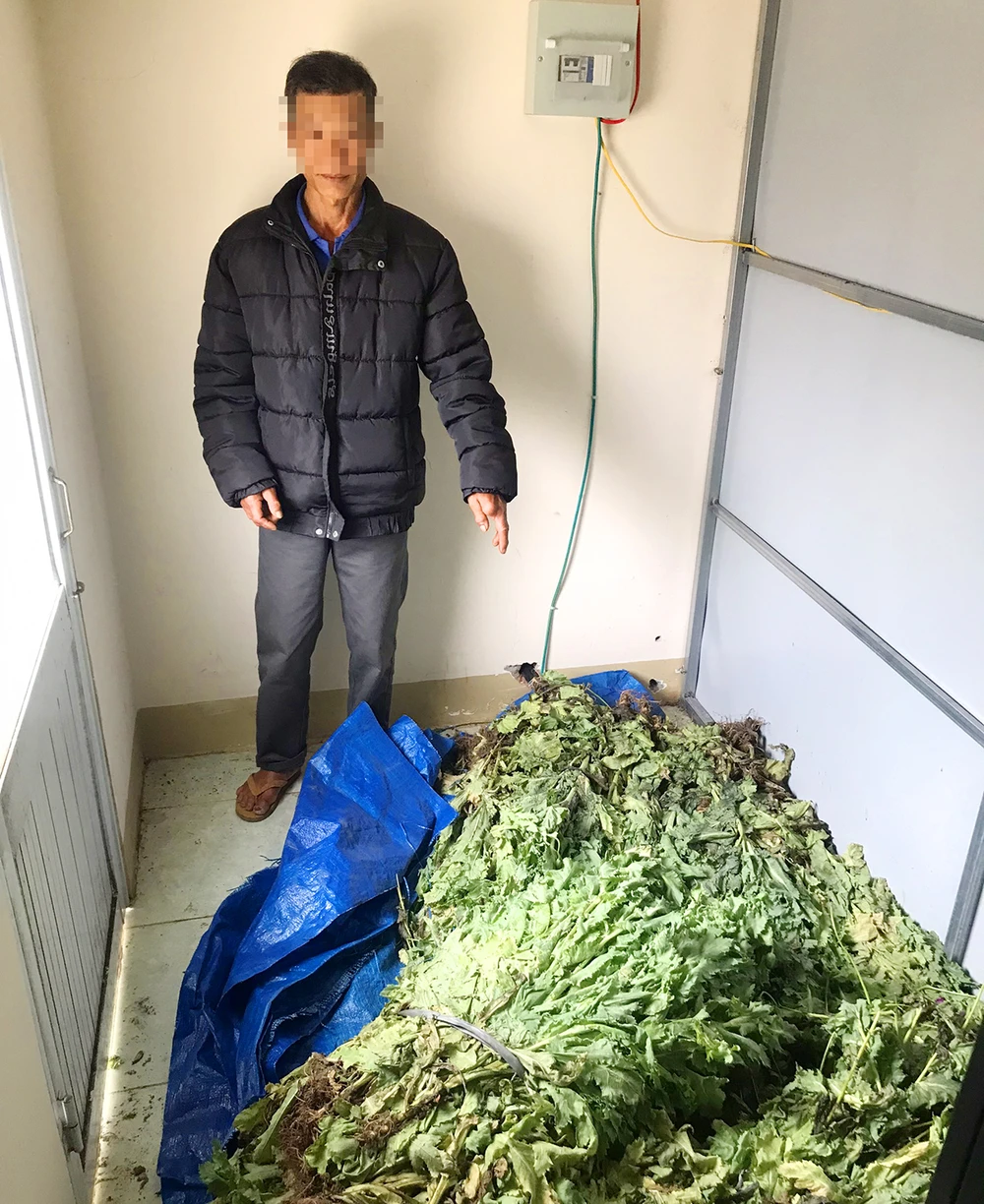 Gia Lai Phát hiện một hộ dân Kbang trồng cây thuốc phiện