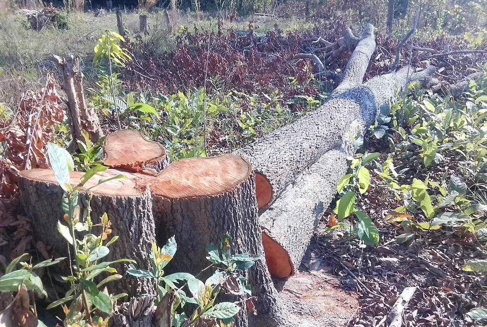 Vụ phá rừng ở xã biên giới Ia Mơ còn live stream