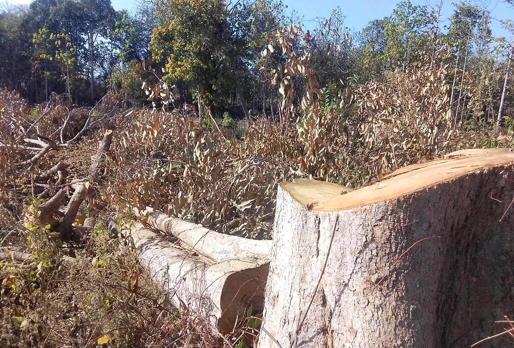 Pha-rung-xa-bien-gioi-ia-mo-chu-prong-gia-lai 3.jpg