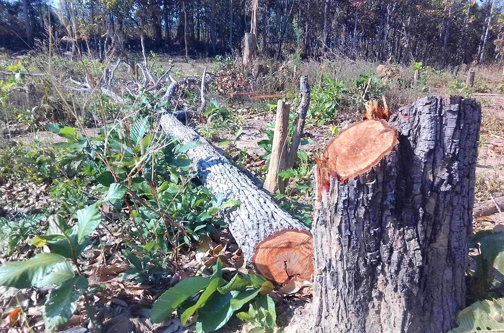 Vụ phá rừng ở xã biên giới Ia Mơ còn live stream