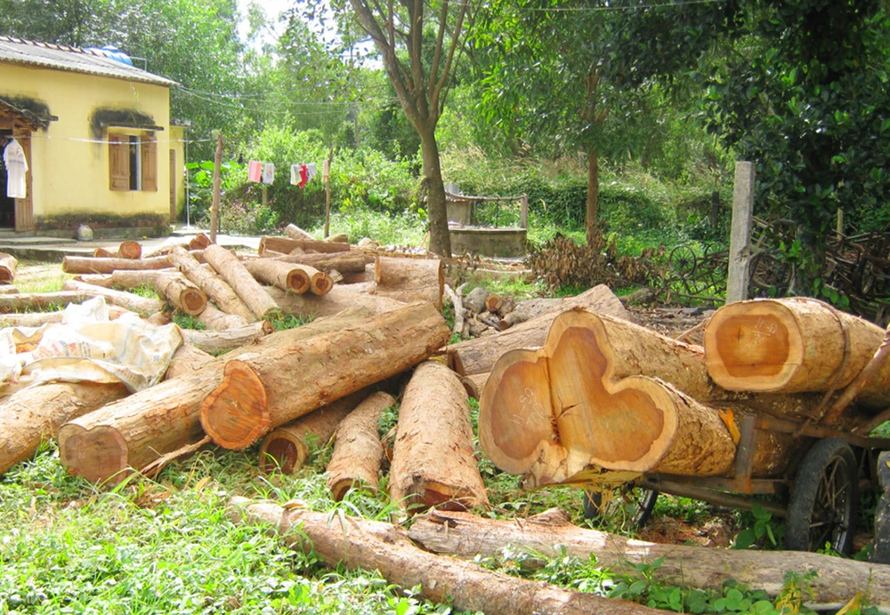 Khởi tố phá rừng Đăk Hà, Kon Tum