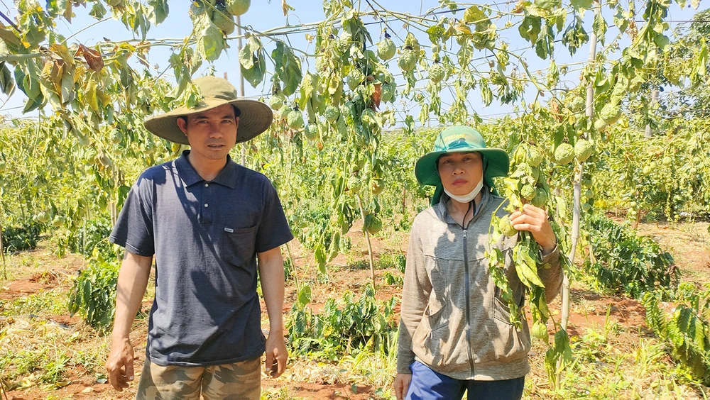 Hủy hoại nông sản chặt phá chanh dây ở Chư Sê