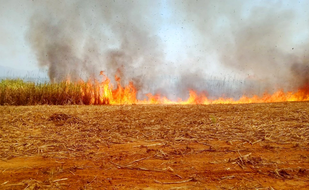 Đối lửa bất cẩn khiến mía cháy ở Kon Tum