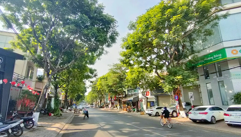 Cay-xanh-tp-pleiku-bi-cua-ha 1.jpg