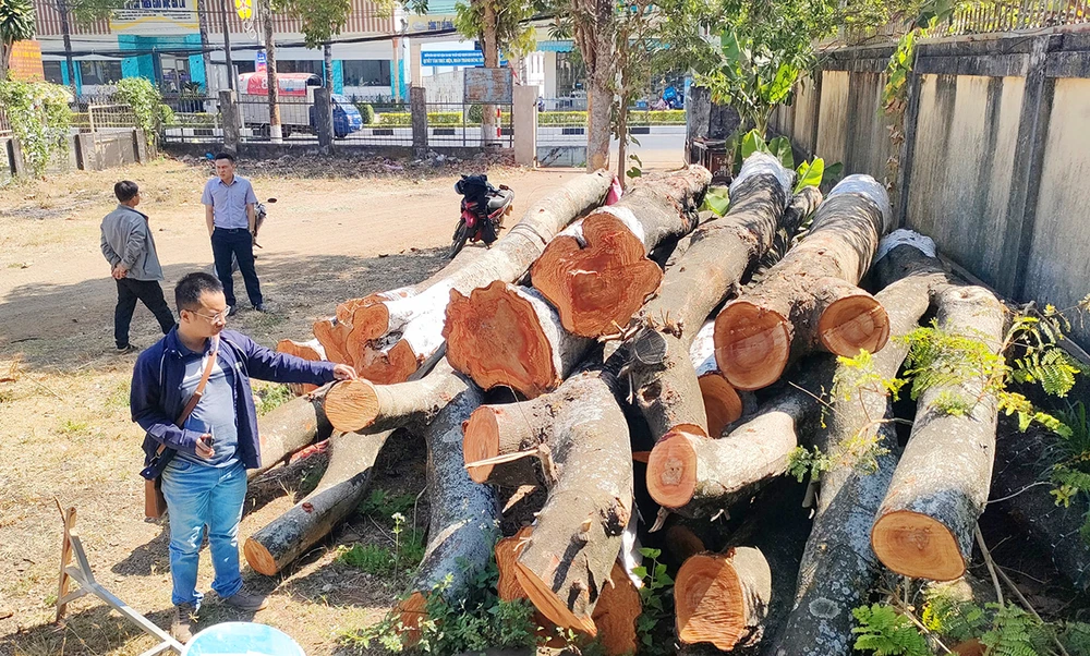 tiếc nuối hàng cây lim xẹt 50 năm tuổi bị cưa hạ