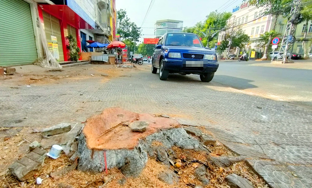 Cưa hạ cây xanh Pleiku Gia Lai