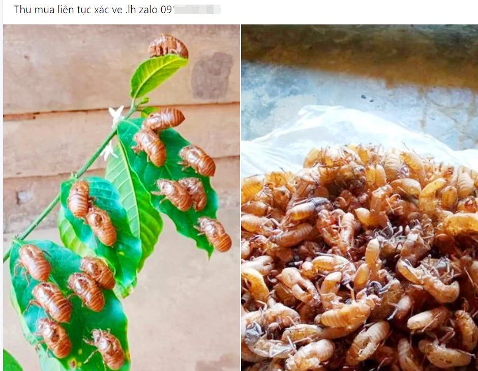 thu mua xác ve sầu