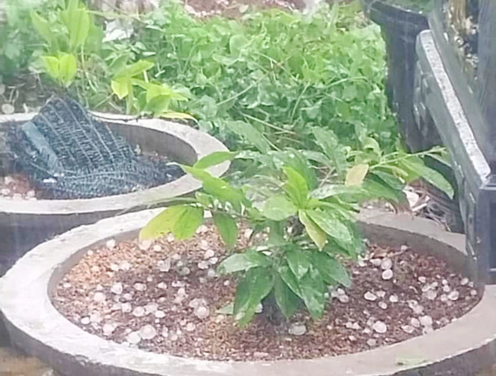 Mưa đá xảy ra huyện Đăk Pơ Gia Lai gây thiệt hại