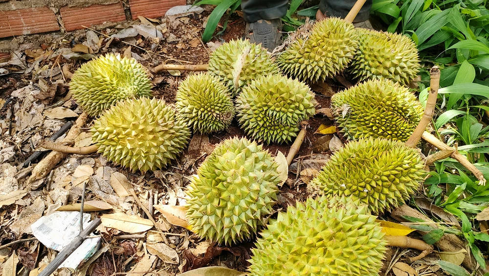 Sau-rieng-rung-qua-do-soc-nhiet-nong-dan-lo-lang 3.jpg