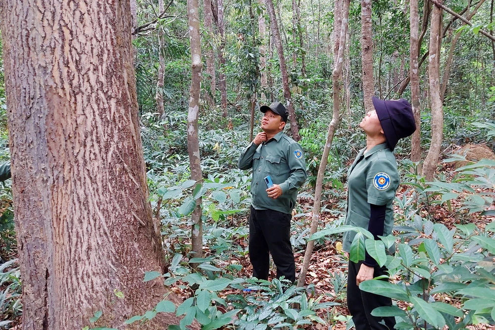 Vườn Quốc gia Chư Mom Ray áp lực giữ rừng Kon Tum