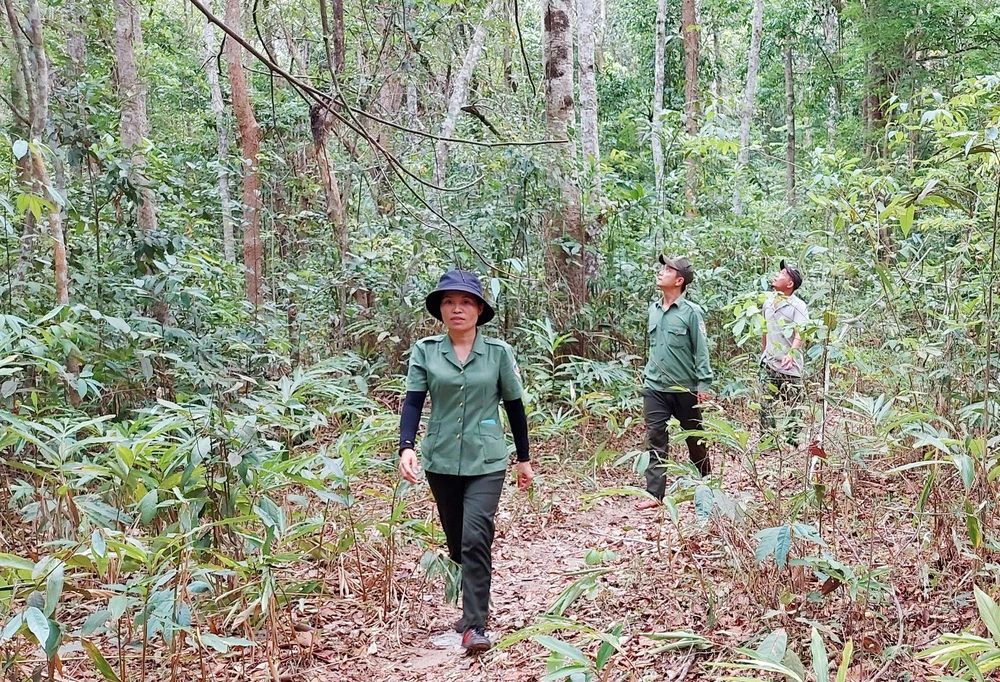 Vườn Quốc gia Chư Mom Ray áp lực giữ rừng Kon Tum