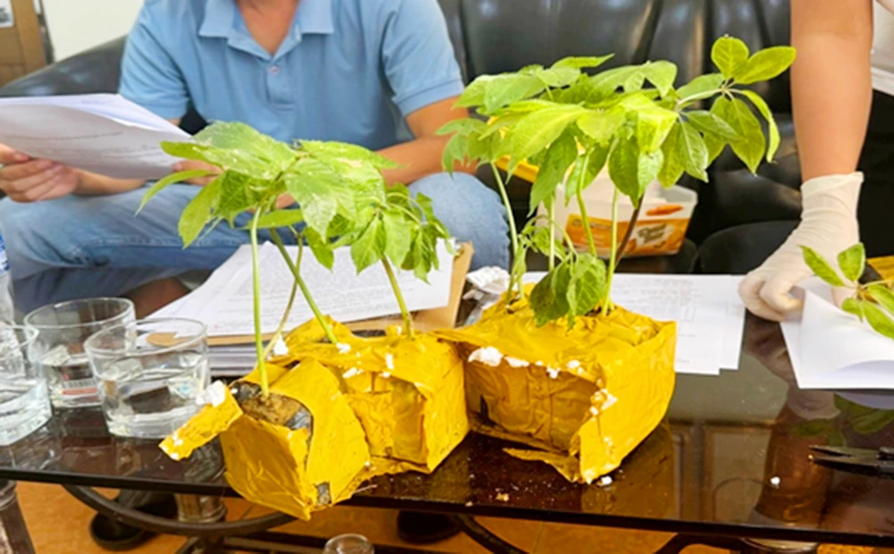 Khởi tố rao bán giống sâm Ngọc Linh giả