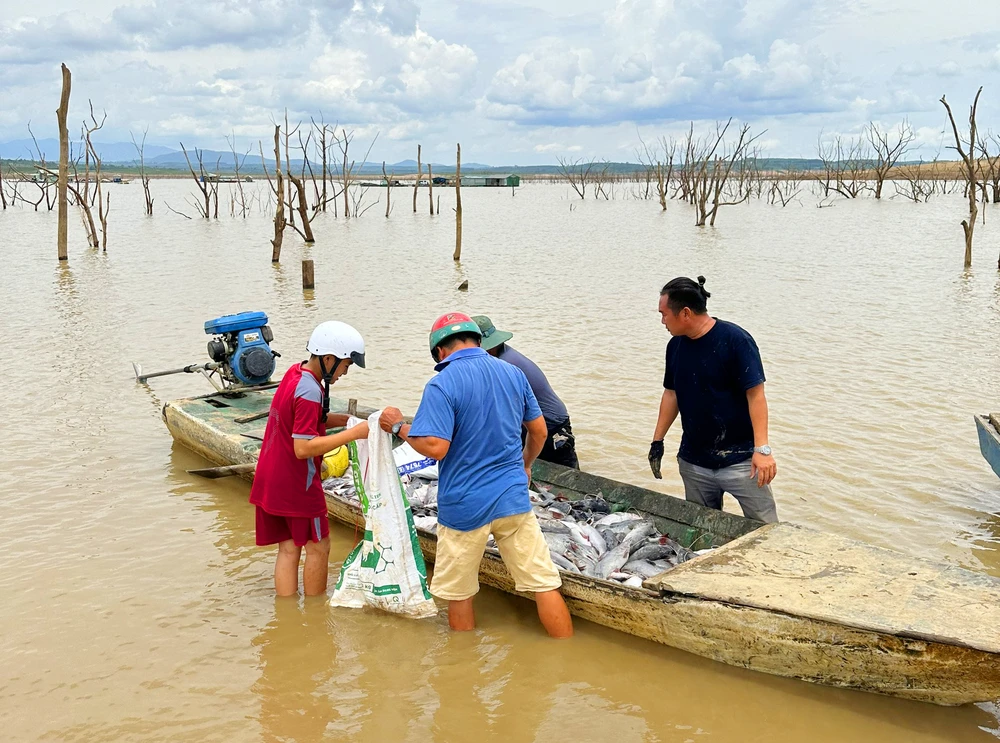 Cá lăng nuôi lồng trên hồ thủy điện Ia Ly chết hàng loạt