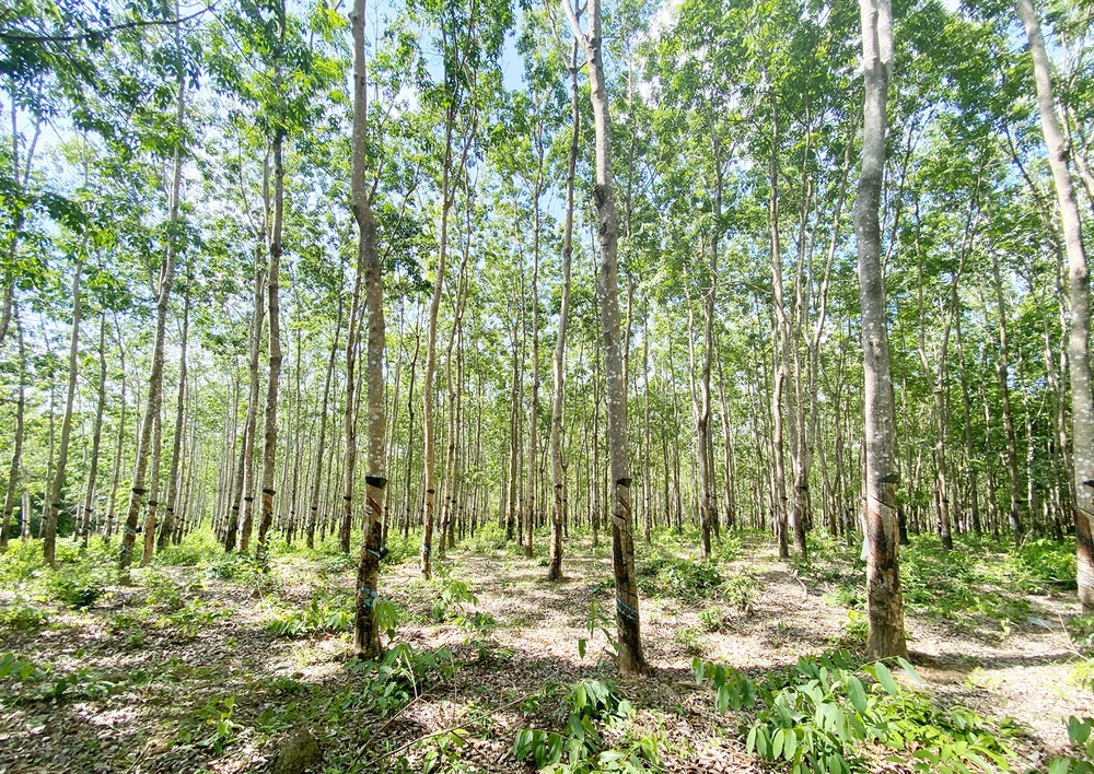 Hơn 359 ha cao su vô chủ nằm trong Ban quản lý rừng phòng hộ ia púch