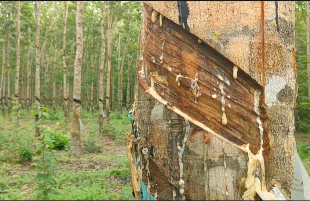 Phá rừng trồng Cao su Gia Lai