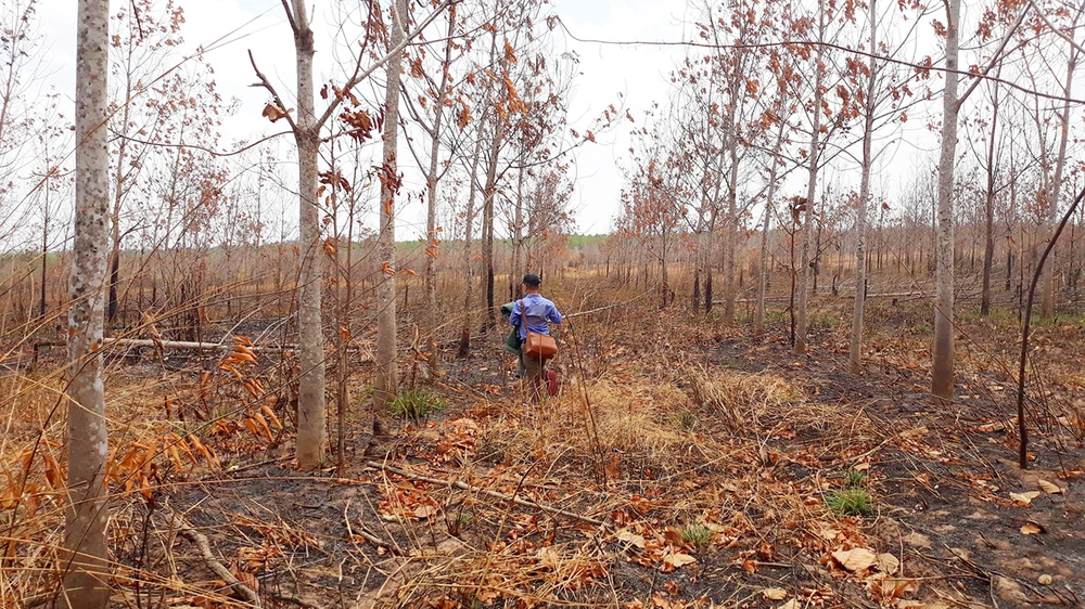 Dự án chuyển hơn 50.000 ha rừng nghèo sang trồng cao su ở Gia Lai thất bại