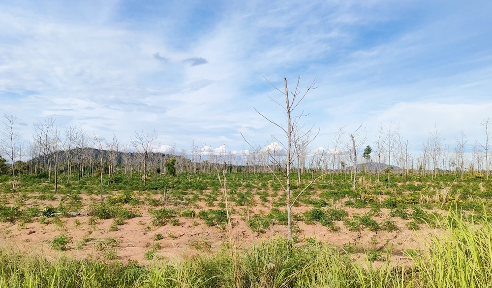 Du-an-chuyen-doi-rung-ngheo-sang-trong-cao-su-gia-lai 3.jpg