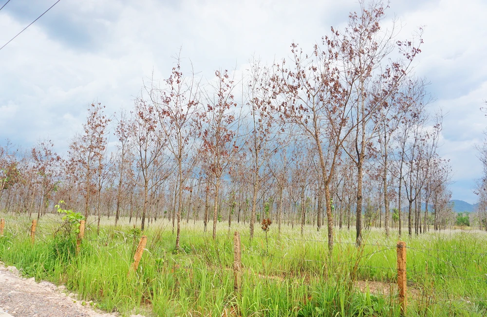 Lý do dự án chuyển đồi 50.000 ha rừng nghèo sang trồng cao su thất bại, không hiệu quả ở Gia lai