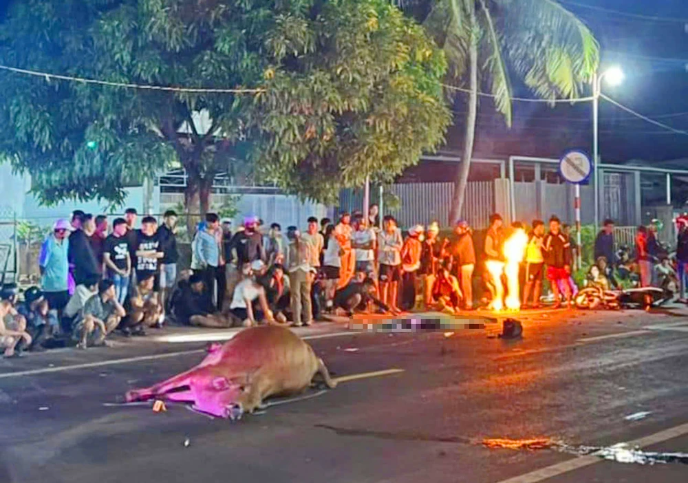 Thanh niên điều khiển xe máy tông trung con bò thả rông tử vong tại chỗ