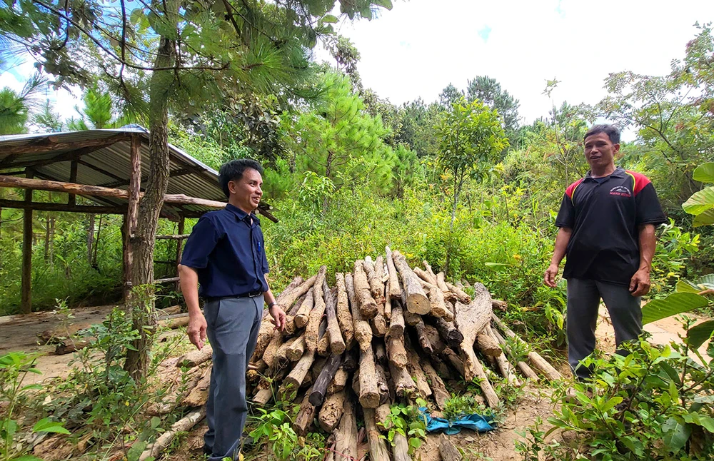 Người dân trồng hàng nghìn cây nông nghiệp trên đất dự án chờ đền bù