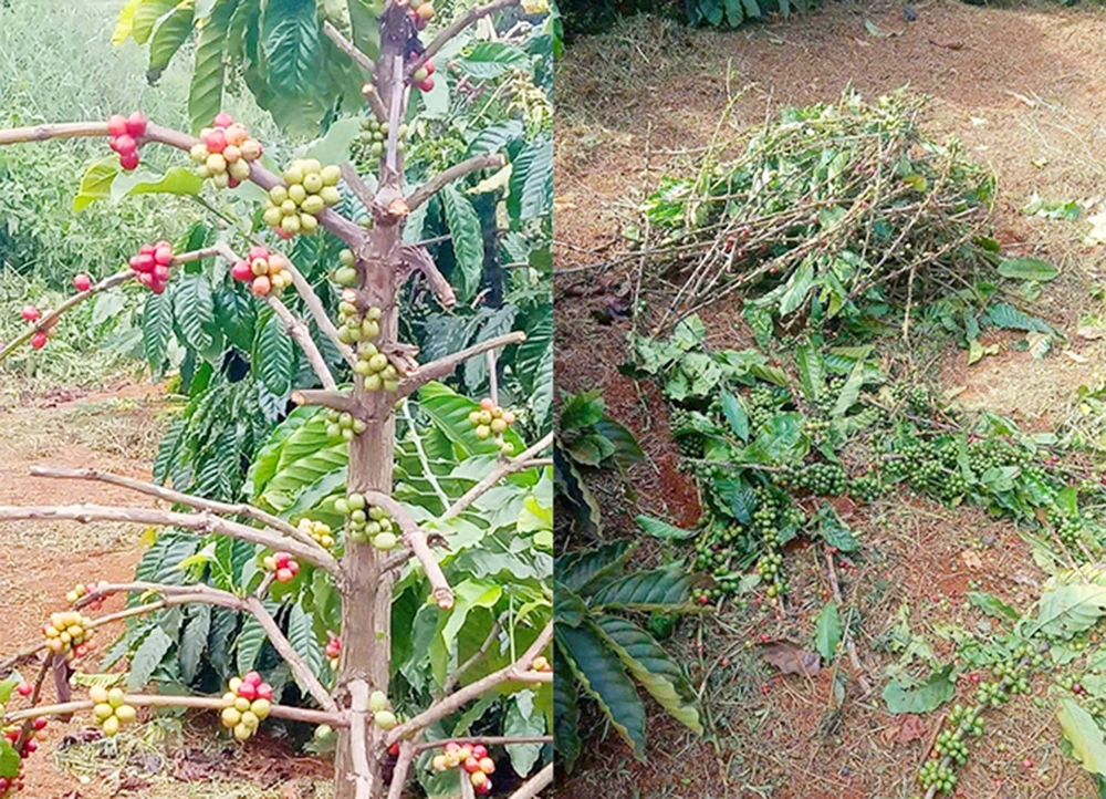 Giá cà phê tăng cao, nông dân lo sợ trộm