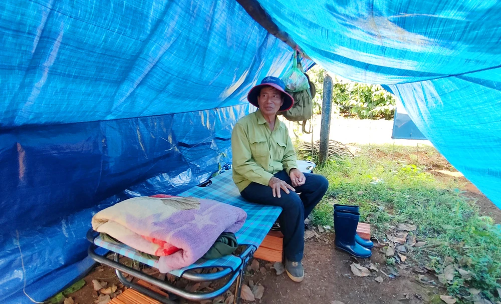 Giá cà phê tăng cao, nông dân Gia Lai lo lắng vì trộm lộng hành