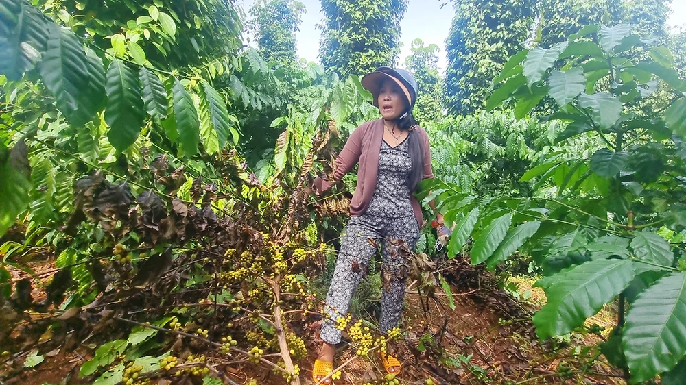 Giá cà phê tăng cao, nông dân lo sợ trộm