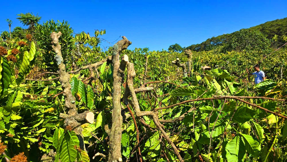 Vườn cây của chị Giang Phương Thanh ở xã Đak Ta Ley, huyện Mang Yang, Gia Lai bị kẻ gian phá hoại. Ảnh: LK.