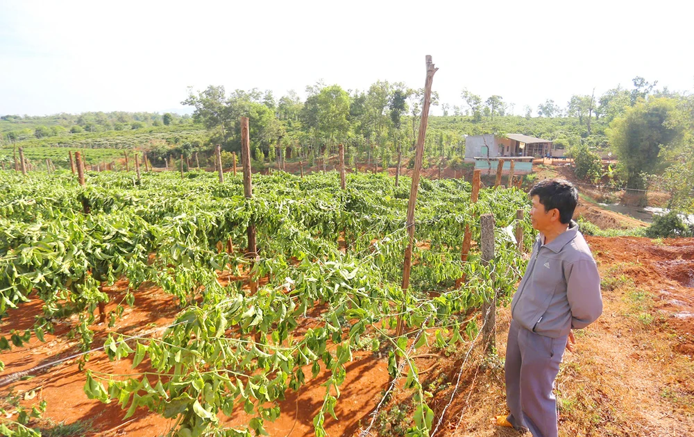 Chặt phá vườn chanh dây của dân ở Gia Lai