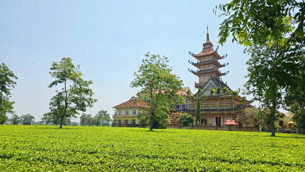 Đồi chè Biển Hồ tuyệt đẹp bị phá bỏ để trồng cà phê