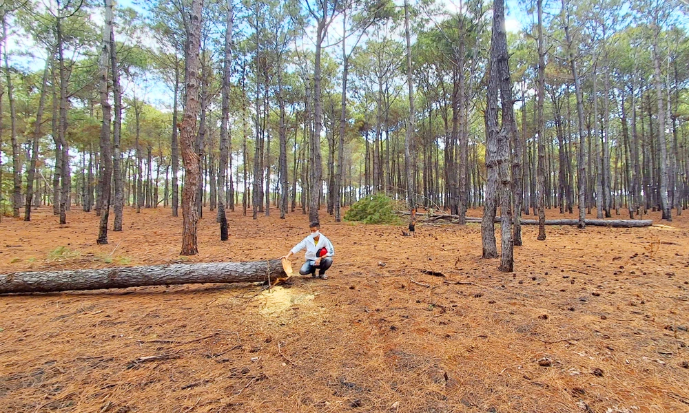 Rừng thông thuộc dự án sân golf Đăk Đoa của Tập đoàn FLC bị xâm hại, trách nhiệm thuộc về công ty