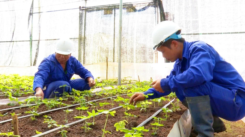 UBND tỉnh Kon Tum đã có chỉ đạo thu hồi, hủy bỏ giấy xác nhận mã số vùng trồng sâm Ngọc Linh đã cấp cho Công ty Cổ phần Rượu Sâm Ngọc Linh Kon Tum và xử lý trách nhiệm liên quan.