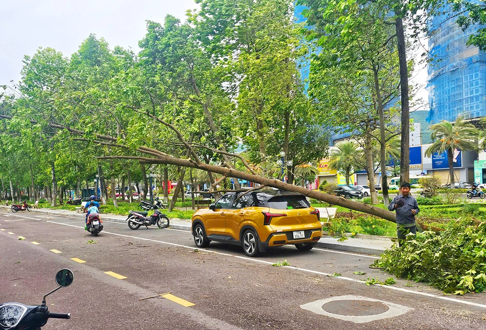 Ảnh hưởng hoàn lưu bão số 1, nhiều cây xanh đô thị tại TP Quy Nhơn, Bình Định ngã đỗ, có trường hợp cây bật gốc đè trúng ô tô.