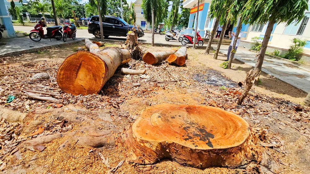 UBND thị xã Ayun Hạ (Gia Lai) đã chỉ đạo kiểm tra, xác minh thông tin phường Cheo Reo cưa hạ, bán nhiều cây gỗ trồng trong khuôn viên của phường.