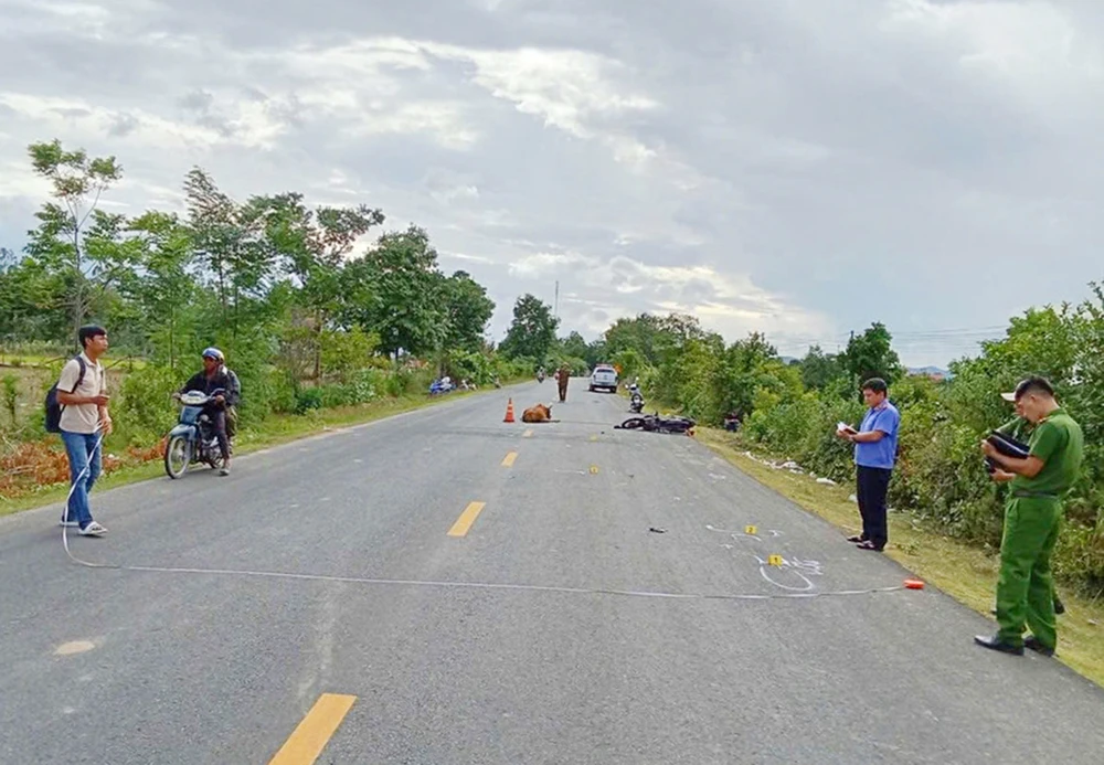 Sau cú va chạm mạnh với con bò thả rông trên quốc lộ 25 qua tỉnh Gia Lai khiến nam thanh niên điều khiển mô tô tử vong tại chỗ.