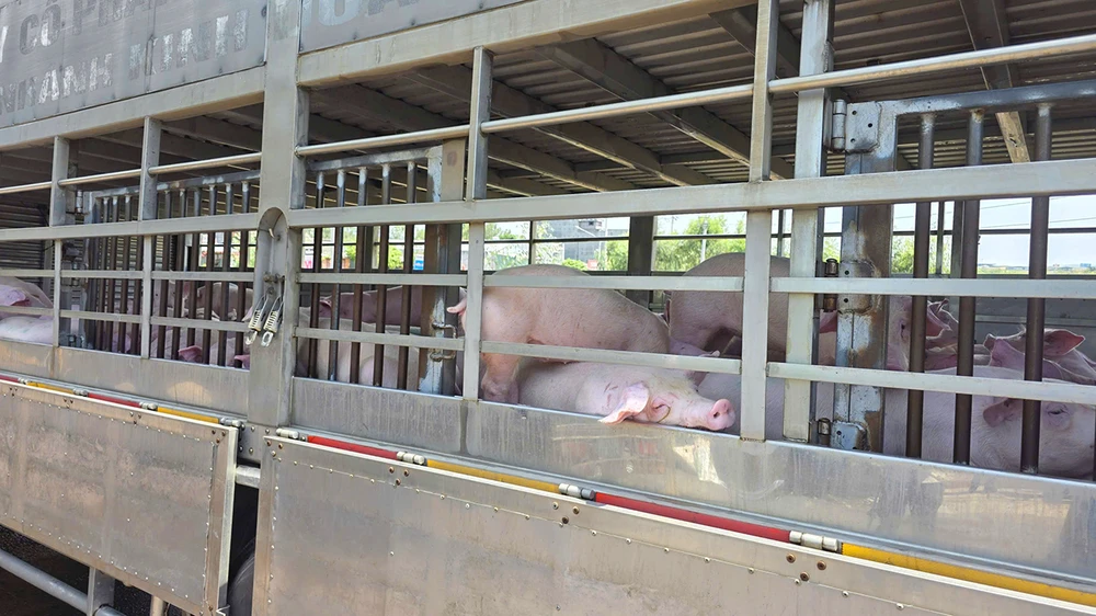 Lực lượng chức năng kiểm tra, phát hiện 220 con heo tại cơ sở thu mua heo ở phường An Nhơn (Gia Lai) chuẩn bị đưa đi tiêu thụ nhiễm dịch tả châu Phi.