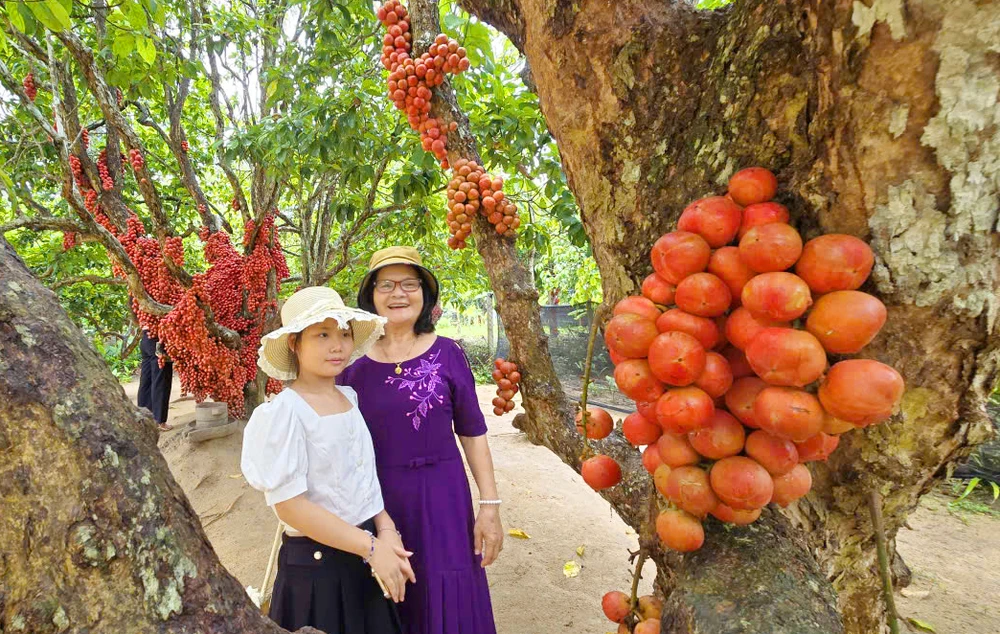 Bà Lê Thị Nghĩa (66 tuổi, ngụ tỉnh Đắk Lắk), cho biết ở xã Sơn Hòa, Phú Yên cũ cũng có vườn dâu da đẹp, nhưng nghe nói ở đây cũng có vườn dâu da đỏ rực rỡ nên đến tham quan. Theo bà Nghĩa, mỗi vườn có một nét đẹp riêng, nói chung là rất thích khi tham quan vườn cây này.