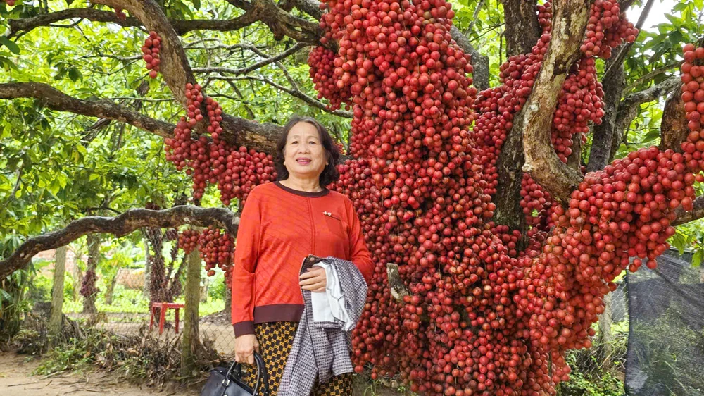 Du khách chụp ảnh với cây dâu da đỏ có tuổi thọ 80-90 năm tuổi, gia đình anh Phạm Công Dụng đưa từ rừng về trồng ở nhà từ năm 1975.