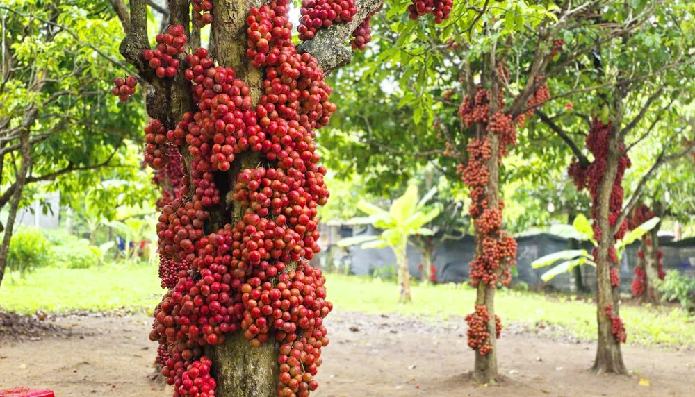 Tại thôn An Điền Bắc, xã Cửu An có ba hộ dân trồng dâu da và từng bước làm dịch vụ, mở vé 10.000 đồng/lượt cho du khách tham quan, chụp ảnh.
