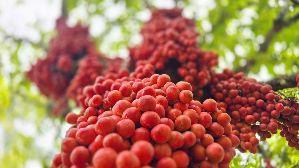 Dâu da ở thôn An Điền Bắc có màu đỏ tươi, đẹp mắt, khi ăn có vị chua nhẹ và ngọt hậu.