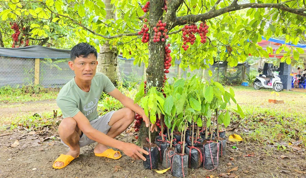 Bên cạnh việc bán quả 30.000 đồng/kg, gia đình anh Phạm Công Dụng còn bán khoảng 2.000-3.000 cây dâu da/năm. Giá cây ghép 80.000 đồng/cây, cây trồng hạt giá 60.000 đồng/cây.