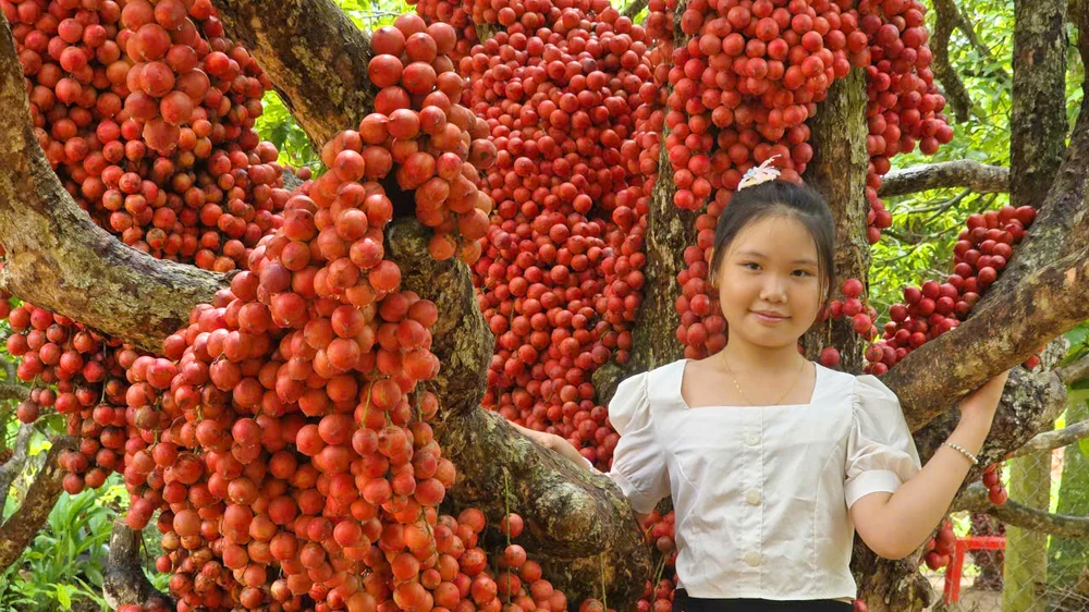 Theo chủ vườn, hàng năm gia đình tiếp khoảng 1.000 lượt khách tham quan.