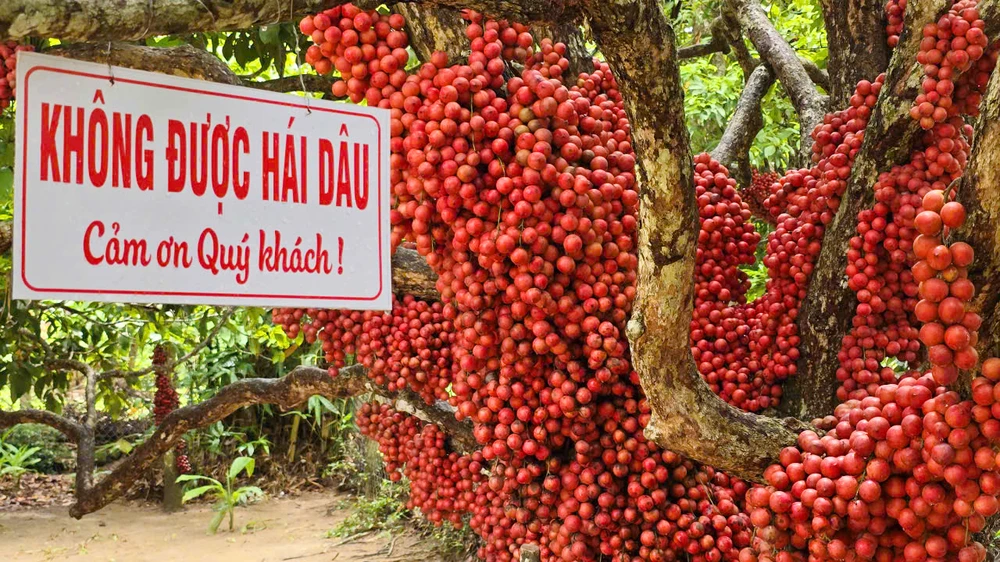Cây dâu da đỏ 80-90 tuổi này mỗi năm cho ra 2-3 tạ quả. Sau tham quan, khách có thể mua về ăn, hoặc ngâm nước hoa quả. Sau 2-9, vườn dâu da này sẽ được thu hoạch để bán do vườn cây đã chín tới.