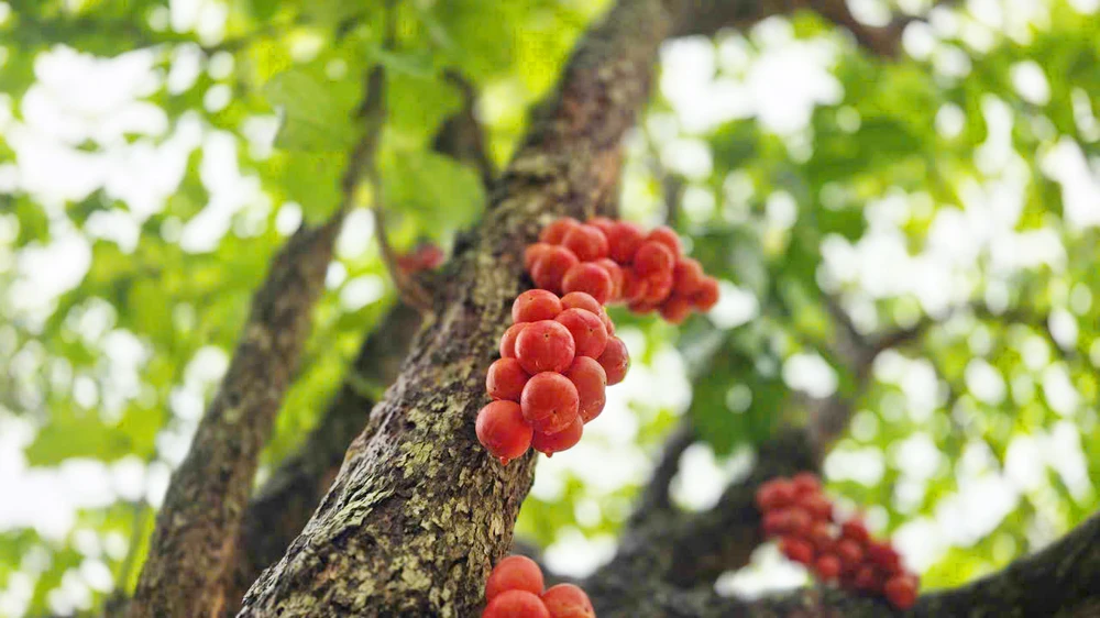 Vườn dâu da trái rất mọng, bắt mắt.