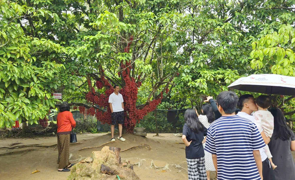 Hàng năm, gia đình anh Phạm Công Dụng đón khoảng 1.000 lượt khách, lấy vé tham quan 10.000 đồng/người.