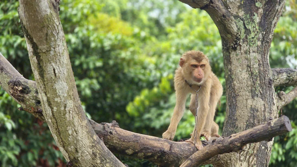 Một chú khỉ được gia đình anh Phạm Công Dụng nuôi tại vườn phục vụ khách tham quan.