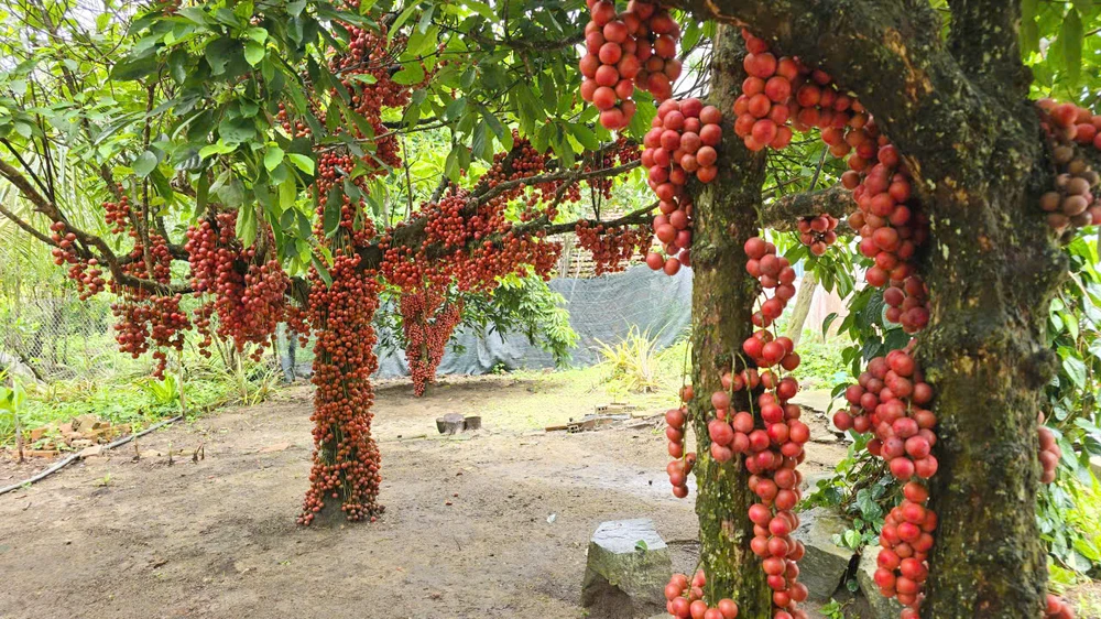 Anh Phạm Công Dụng, cho biết vườn dâu da của anh có đặc tính rất lạ, khi bước vào giai đoạn ra hoa và đậu quả thì không được bón phân, hay phun thuốc. Nếu không, hoa và quả sẽ bị rụng.