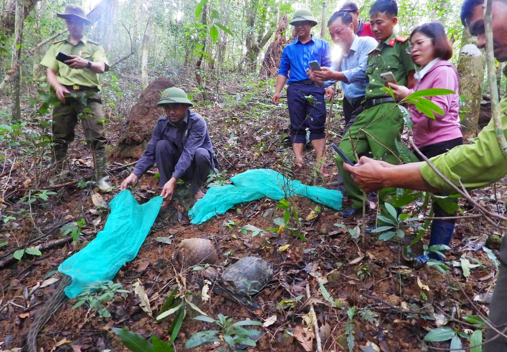 Người dân ở Gia Lai đã tự nguyện giao nôp bốn cá thể động vật quý hiếm cho cơ quan chức năng tiếp nhận, thả vào tự nhiên.