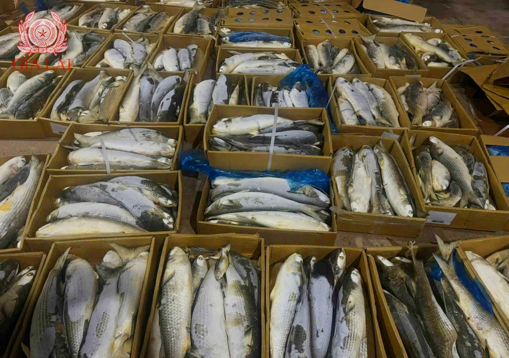 Lực lượng chức năng phát hiện tại kiểm tra tại Công ty TNHH TT (phường Quy Nhơn, Gia Lai) gần một tấn cá không rõ nguồn gốc.