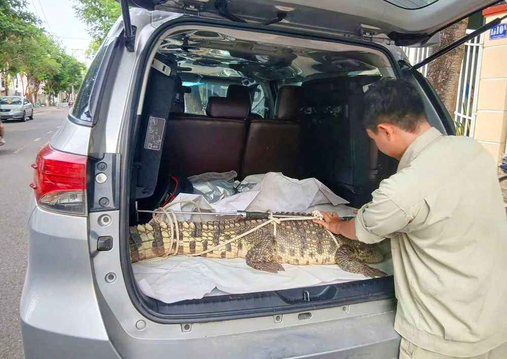 Người dân bắt được cá sấu quý hiếm nặng 50 kg trong khu dân cư ở phường Quy Nhơn Nam, tỉnh Gia Lai.